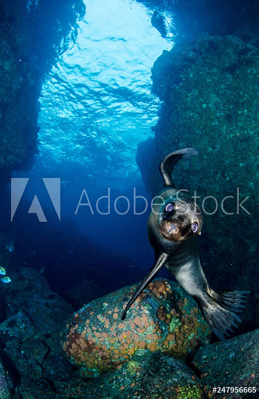 Baja Snorkeling Experience