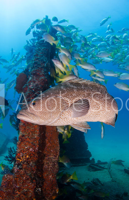 Snorkeling Baja California Mexico